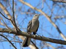a bird perched on a branch.